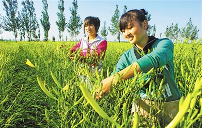 <p> 惠安堡镇大坝村黄花菜喜获丰收。</p>